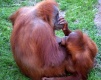 Title: Orangutangs