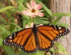 Title: Orange Butterfly