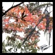 Title: Japanese Maples