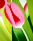 Title: PINK GREEN TULIP