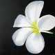 Title: THE WHITE FLOWER