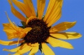 Title: Bright Sunflower