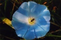 Title: Bee on Morning Glory