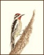 Title: Red Napped Sapsucker
