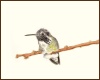Title: Costos Hummingbird