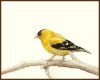 Title: Yellow Finch