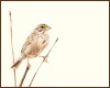 Title: Savannah Sparrow