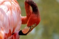 Title: Flamingo
