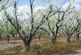 Title: Orchard