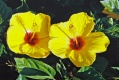 Title: Two yellow hibiscus flowers