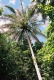 Title: Coconut Palm