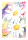 Title: 2 Daisies