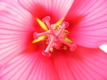 Title: Hibiscus Heart