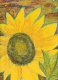 Title: Yellow Sunflower Oil Painting