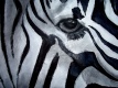 Title: Eye of the Zebra