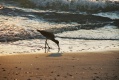 Title: Bird in the Surf