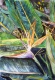 Title: Bird of Paradise flower painting