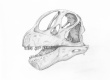 Title: Camarasaurus Skull