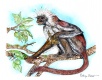 Title: Red Colobus Monkey