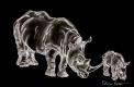 Title: White Rhinos