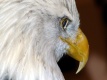 Title: Closeup Eagle