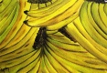 Title: More Bananas