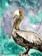 Title: pelican bird