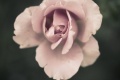 Title: rose close-up