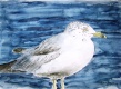 Title: sea gull