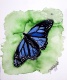 Title: blue monarch butterfly 2