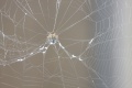 Title: Spider Web