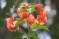 Title: Bougainvillea Flowers