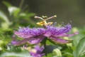 Title: Purple Passion Flower