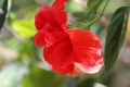 Title: Double Red Hibiscus Flower