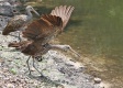 Title: Limpkin Ready for Takeoff