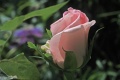 Title: Bride\'s Dream Rose in Garden