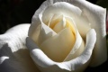 Title: White Cut Rose