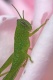 Title: Baby Grasshopper