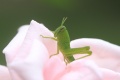 Title: Baby grasshopper on rise