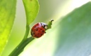 Title: Ladybug