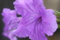 Title: Purple Showers Blooms