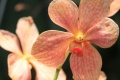Title: Orange Orchids