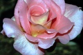Title: Pink Rose