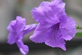 Title: Purple Showers Blooms after Rain