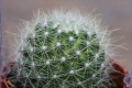 Title: Cactus