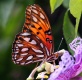 Title: Gulf Fritillary Butterfly