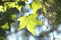 Title: Maple Leaves