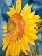 Title: sunflower macro art flower