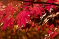 Title: Autumn maple