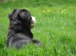 Title: Bernese Mountain Dog Enjoys The Sun